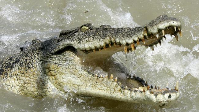 A large saltwater crocodile has attacked Cape York landowner on the McIvor River, north of Hope Vale. Picture: Rob Griffith