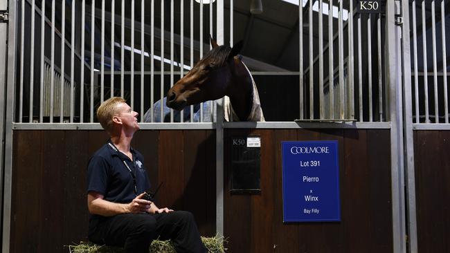 Security guard Oldrich Jiricka is in charge of looking after Winx’s filly overnight at the William Inglis &amp; Son Riverside Stables in Warwick Farm before she is sold at the Easter Yearling Sale on Monday. Picture: Jonathan Ng