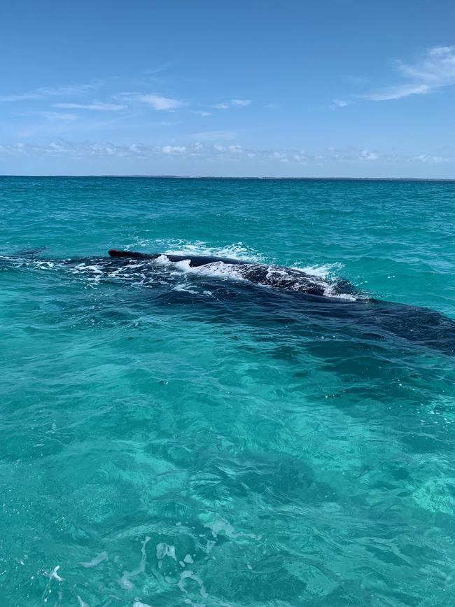 After being stranded for several hours, the whale was able to free itself and was now swimming in 15 metres of water, according to a statement from DESI.