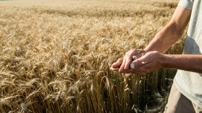 Softer prices: For June, malting prices were down about 14 per cent month on month and feed prices had fallen about 12 to 18 per cent according to Rabobank.