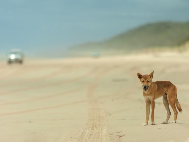 One of the island’s infamous dingoes. Picture: Kingfisher Bay Resort