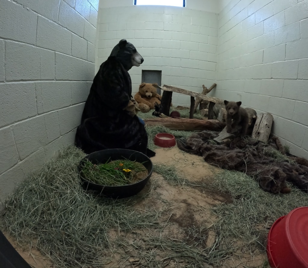 Kids News: San Diego Humane Society is caring for an orphaned black bear cub and staff are wearing bear costumes to help. Picture: supplied