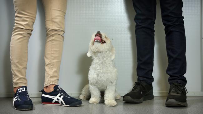 Dogs are just being classed as a piece of property in a custody battle before the Family Court. Picture: Richard Dobson