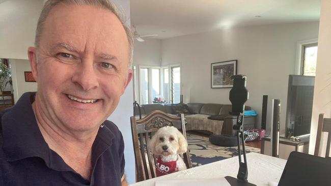 Anthony Albanese in isolation with his dog Toto. Picture: Facebook