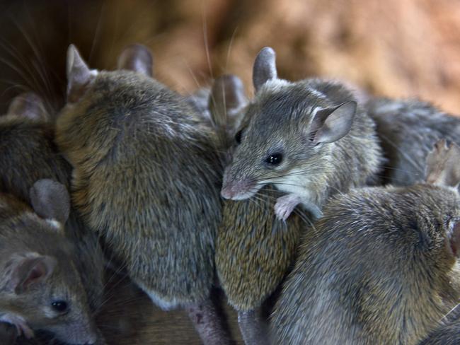 SMARTdaily, Pets. Mouse plague generic. Picture: iStock