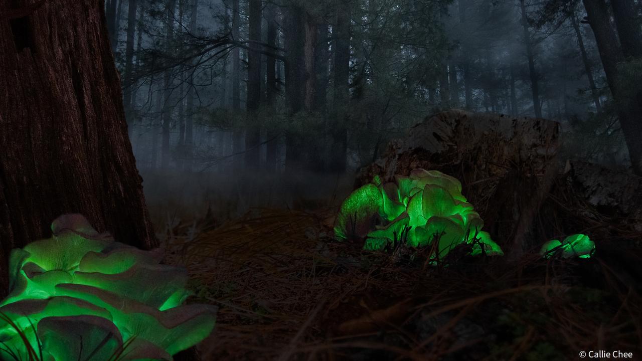 Botanical winner ‘Ghost Mushrooms’ by Callie Chee. Picture: Callie Chee/Australian Geographic Nature Photographer of the Year 2021