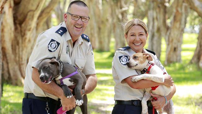 RSPCA Chief Inspector Scott Meyers with Stormy, and team leader Tanya Dominguez with Jewel. Picture: Tim Hunter