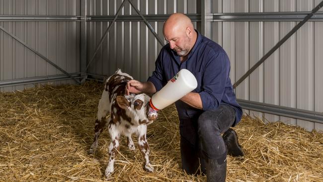 Monday August 13 2018  picture:  Phillip Biggs  Glen Huon Dairy, Glen Huon, Tasmania, for Weekly Times:Nick Haddow with a one week old calf.