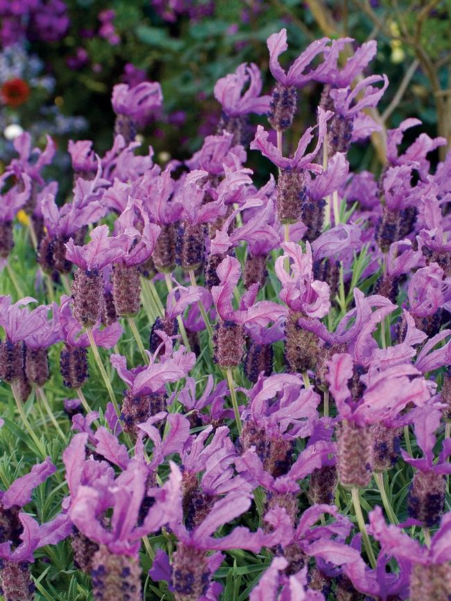 'Violet Lace'.