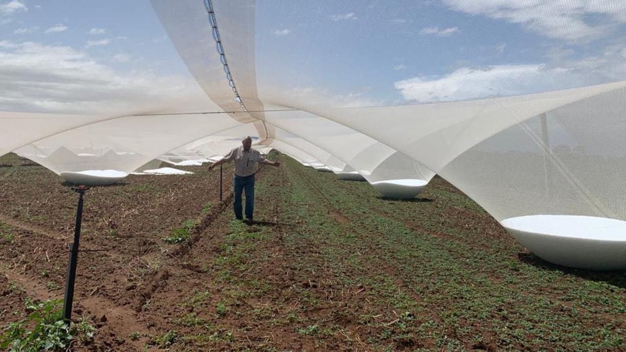 Huge amounts of hail caught in nets at the Lettuce King Joe Giangregori’s proeprty Rainbow Fresh at Lewiston. Picture: Rainbow Fresh 