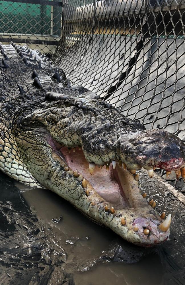 This massive 4.3m croc was removed from the Mowbray River last Sunday.