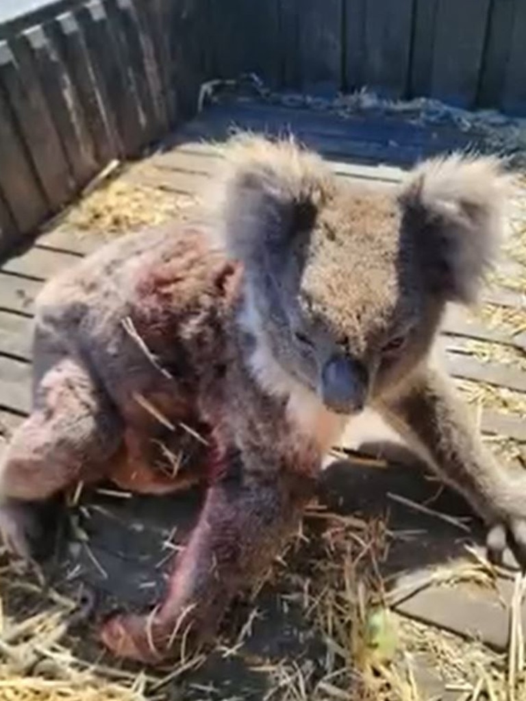 Koalas injured and killed on Kangaroo Island during logging. Picture: Supplied