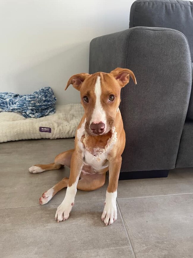 This is Snooki! A little rescue pup from far north QLD, She is a 7 month old Staffy x Kelpie that now lives in Coomera.