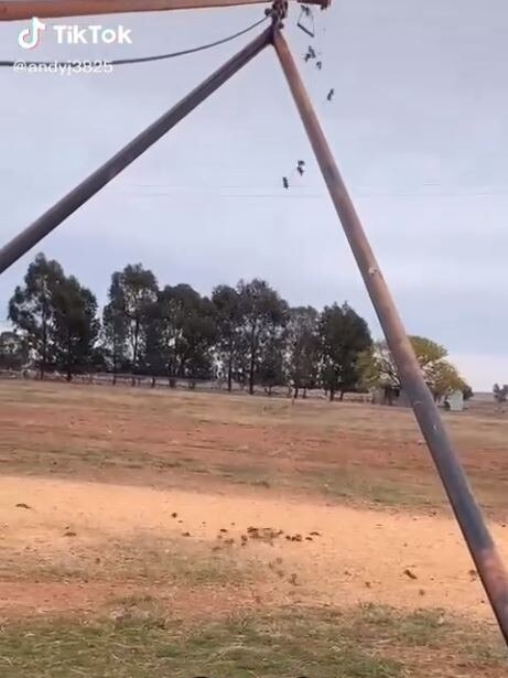 Aussie farmer Andrew videos mice falling from his grain conveyor the following day. Picture: TikTok/@andyj3825