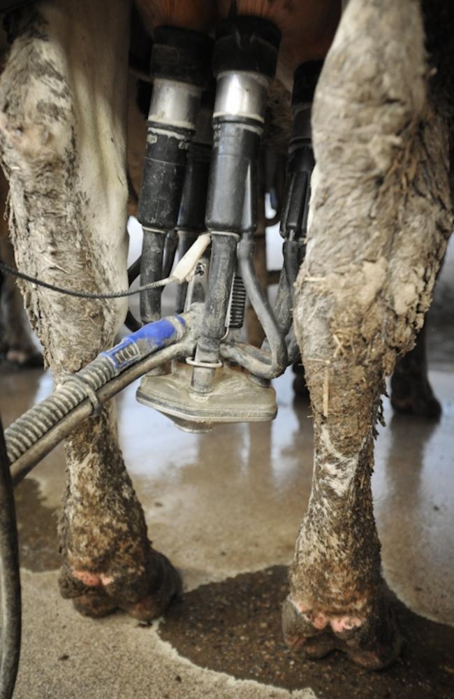 Voiceless says these images from a US farm reflect practices that happen behind closed doors here in Australia. Picture: Jo-Anne McArthur / We Animals