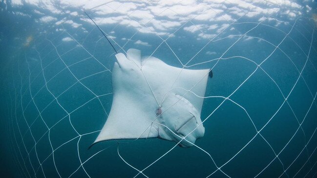 Sixty-three per cent of all animals caught in the nets during the 2022-23 season died as a result of the entanglement. Picture: Instagram/TheSharkNetFilm