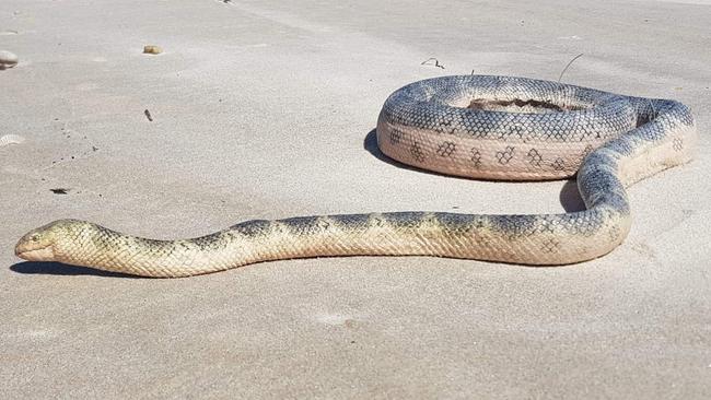 This elegant sea snake was spotted at the northern tip of Bribie Island and was estimated to be over one metre long