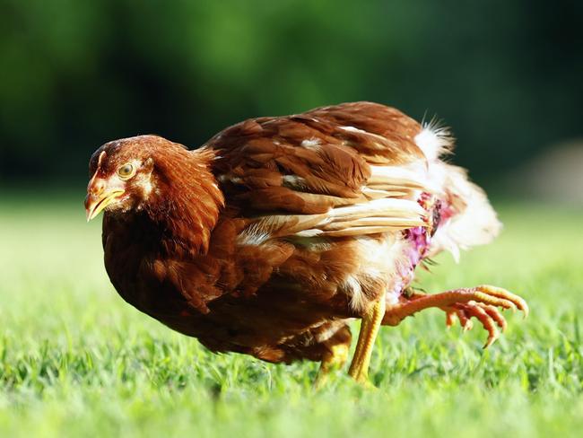 Fundraiser started for Far North Queensland chicken with four legs