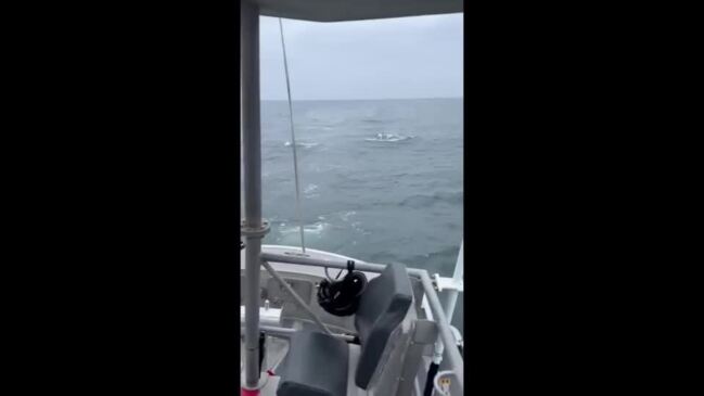 'Pretty Incredible Sight!': Coast Guard Observes Orcas Hunting Seals in Monterey Bay