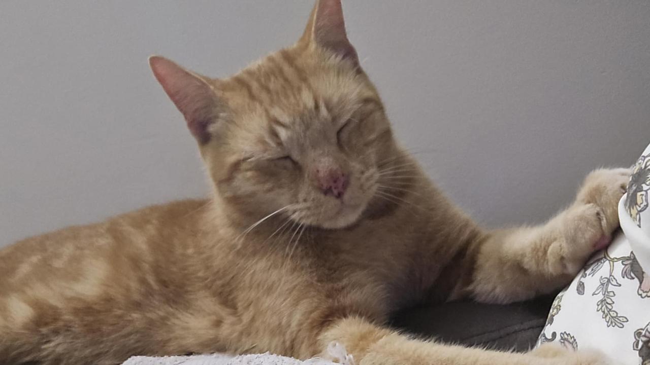 ‘Never gave up’: Teary reunion 11 months after cat’s carrier escape