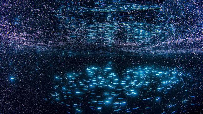 Like so many stars in the night sky: coral spawn in the water. Picture: Gary Cranitch