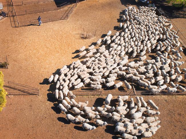 Sheep drafting at Victoria Downs Station. Picture: Lachie Millard