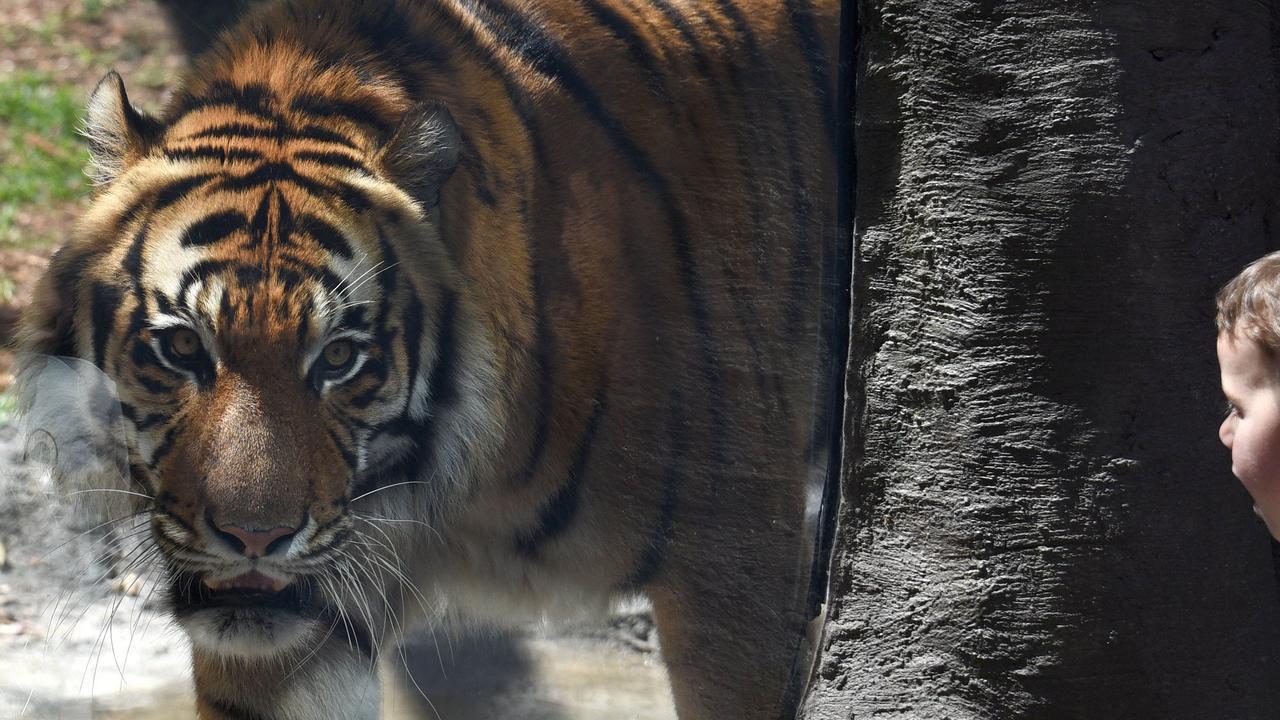 Woman mauled by tiger at Dreamworld