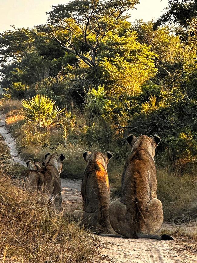 Getting the cold shoulder from the big cats. Picture: Susan Kurosawa