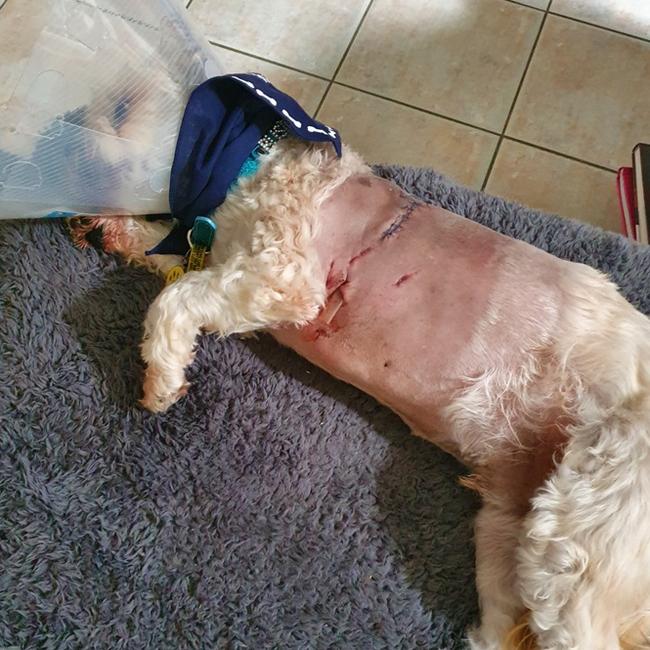 Buster the dog's injuries after the attack.