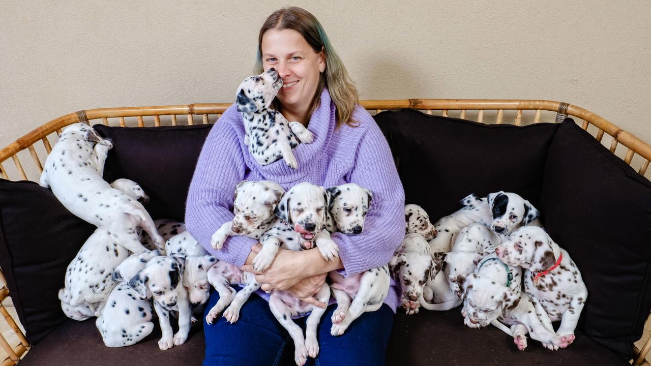 World record 20 dalmatian pups born in Australia   KidsNews
