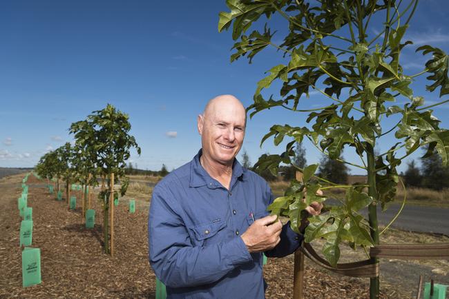 Michael Geraghty of Ravensbourne Trees inspects the Oakey solar project plantings, Monday, June 1, 2020. Picture: Kevin Farmer