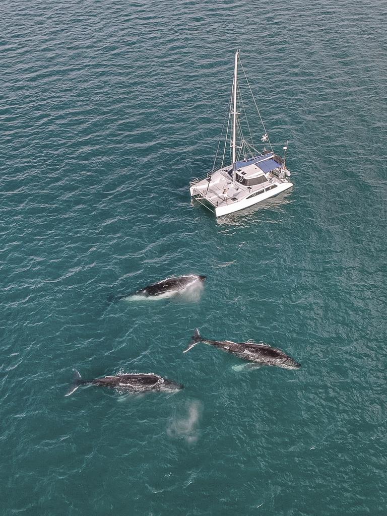 The nationÃ¢â¬â¢s only private and skippered overnight humpback whale watching experience is being launched on the Fraser Coast.