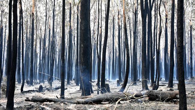 Trees are burned black after a bushfire in Old Bar, 350km north of Sydney.