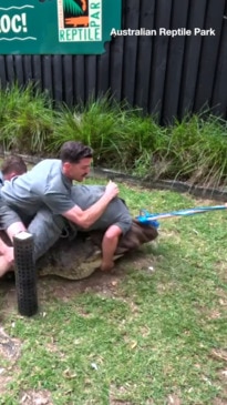 Moment zookeeper injured trying to restrain ‘Australia’s Crankiest ...