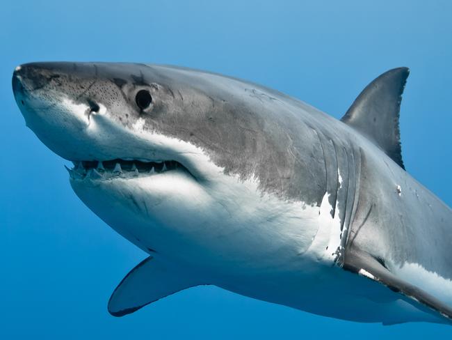 Great white shark - Carcharodon carcharias, in pacific ocean near the coast of Guadalupe Island - Mexico.