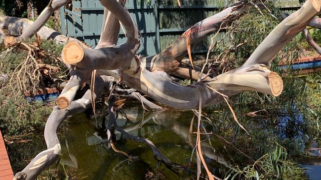 The tree caused extensive damage to the family pool.