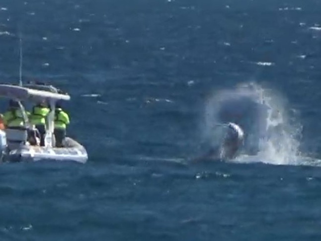 Baby humpback whale rescued from shark nets