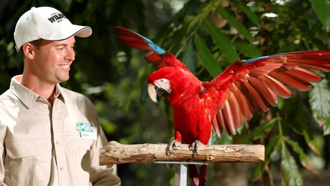 Currumbin Sanctuary staff member Brendan Mulhall with Big Bird the Macaw, one of the feathered stars of the Wild Skies Free Flight Bird Show at Currumbin Wildlife Sanctuary.