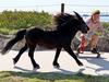 Shane Hendricks takes his miniature horse Jimmy for a run along Prince Charles Parade at Kurnell while he skate boards along side. The pair have delighted locals for around 10 years with their unusual outings. Picture: Toby Zerna