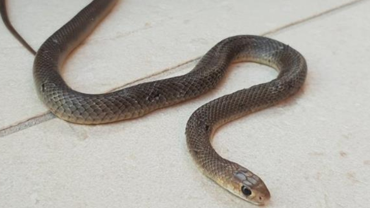 Eastern brown snakes found at Main Beach, Gold Coast | The Advertiser