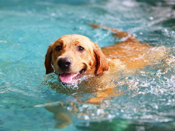 Labradors were the second most common dog breed in Melbourne’s eastern suburbs.