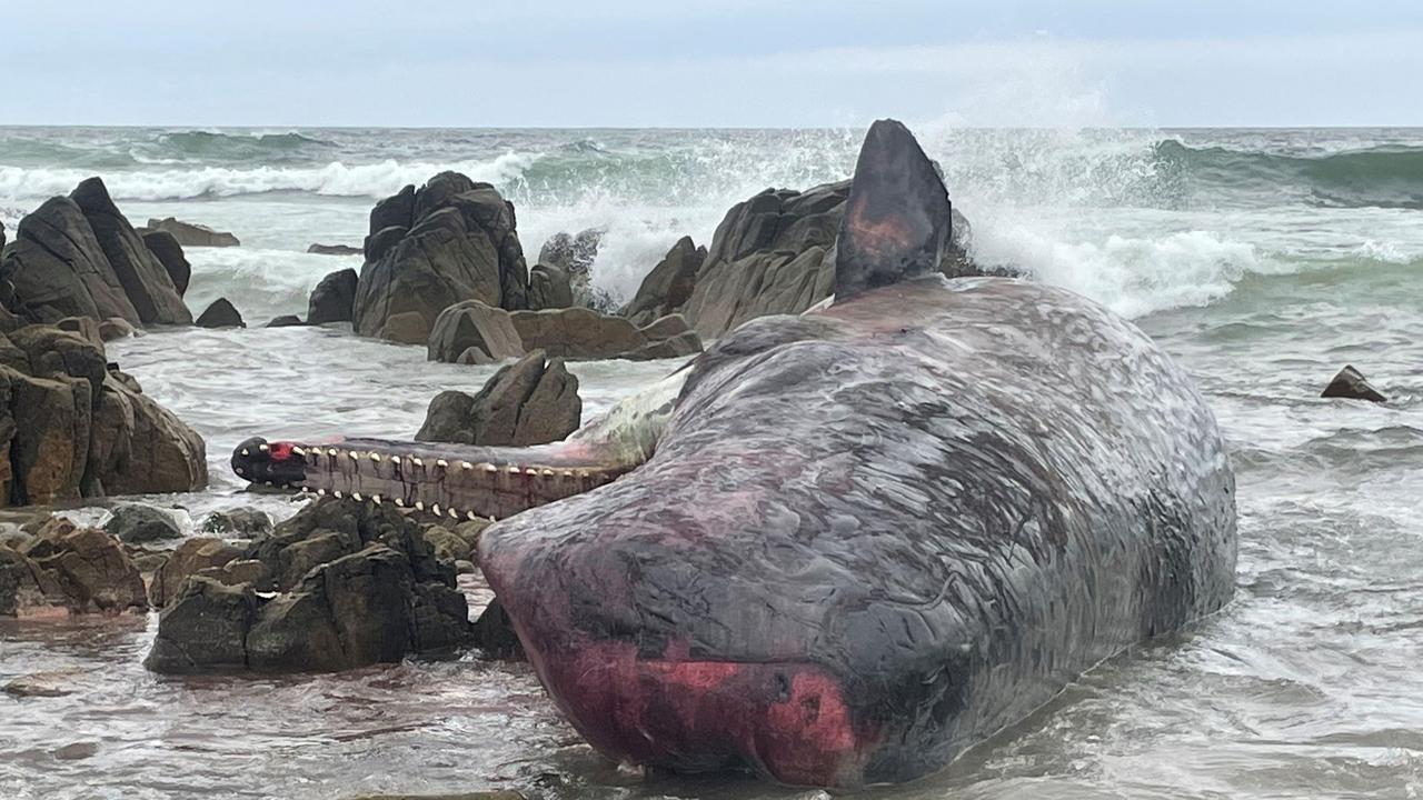 One of 14 sperm whales beached on King Island, off Tasmania's north coast. Picture: Department of Natural Resources and Environment Tasmania / AFP