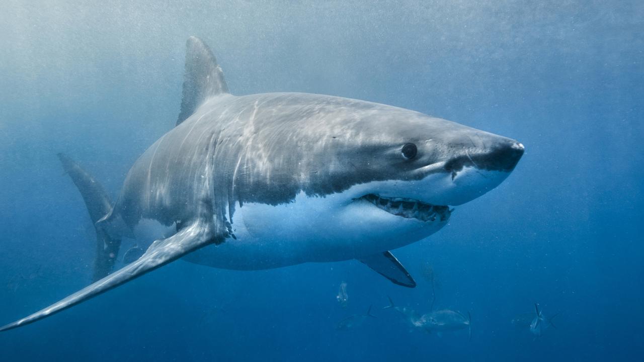 Spearfisher injured in shark attack