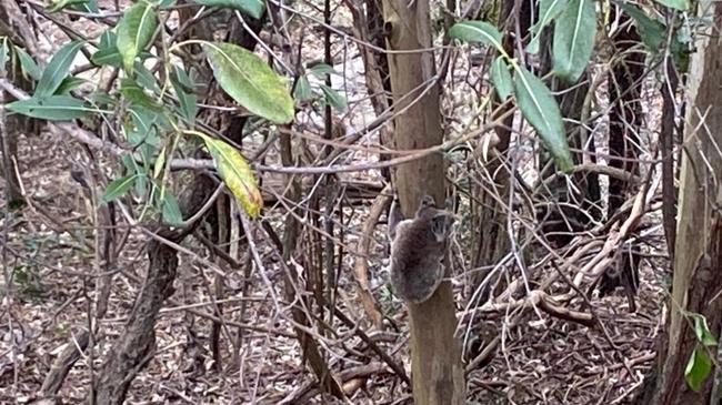 Joy Marks says more koalas are being spotted on the move around Burleigh Heads. Picture: Joy Marks