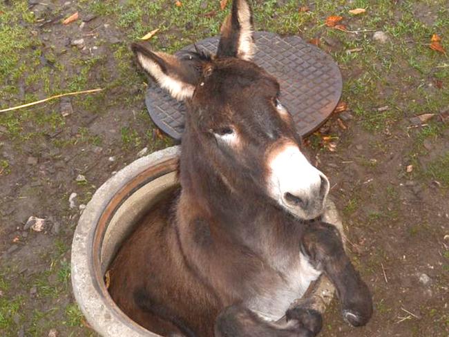 Photo provided by police in Pratteln near Basel, Switzerland, shows a donkey that fell into a hole on Saturday, Nov. 1, 2014. Firefighters could rescue the animal from its predicament. (AP Photo/Keystone, Police Basel Landschaft) MANDATORY CREDIT