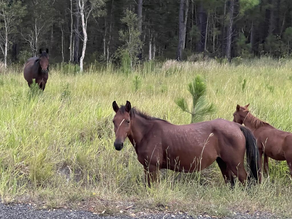 Feral horses were observed during an eclipse changed the speed and direction they were travelling in. Picture: file image