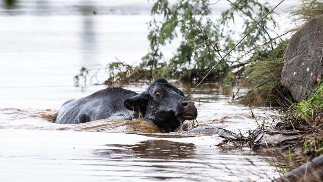 Tasmania’s turn: A surviving cow is rescued after being washed downstream when the Mersey River flooded near Devonport. Picture: Heath Holden/Getty Images