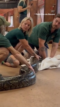 Aussie vet crew wranglez 5.5m snake fo' checkup