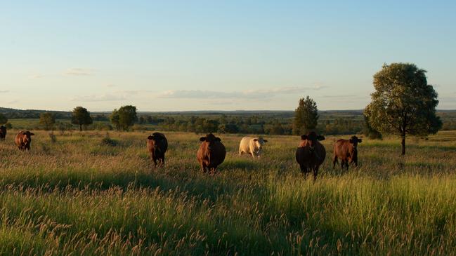 Cattle grazing at Lighthouse Station, which comprises the properties of Lighthouse and Lorraine covering 13,880 hectares in Wallumbilla, Queensland.