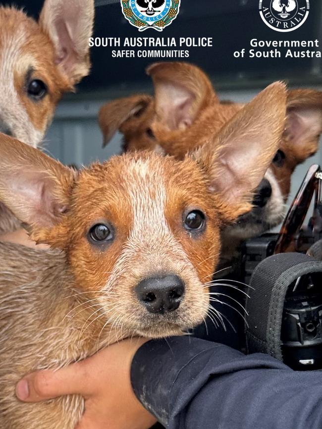 The seven puppies were given a clean bill of health after some of them were rescued from the water. Picture: SA Police